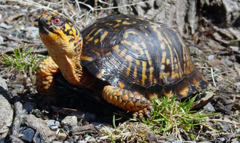 Meet the Animals: Radical Reptiles - Teatown