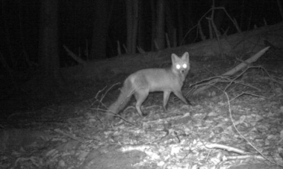 identifying nocturnal animal sounds east tn
