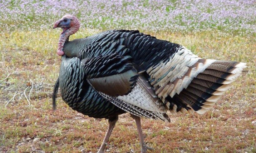 Turkey Day: Celebrating one of America’s most iconic birds