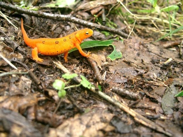 Why should we care about declining amphibian populations?