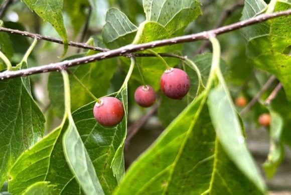The Humble Hackberry